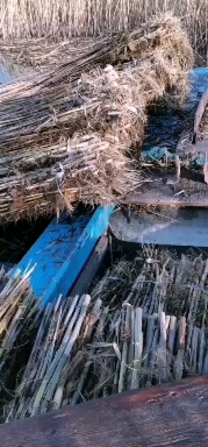 白洋淀野生芦苇苗，根系发达，生命里顽强，适合公园，湿地种