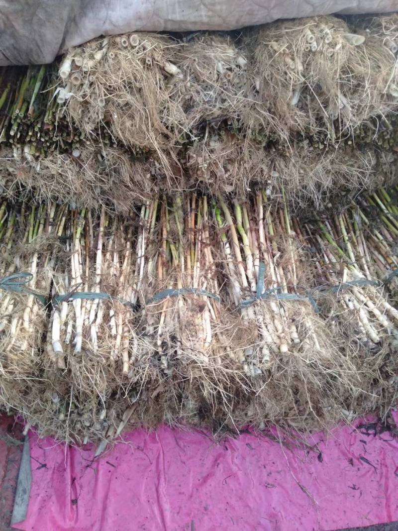 白洋淀野生芦苇苗，根系发达，生命里顽强，适合公园，湿地种