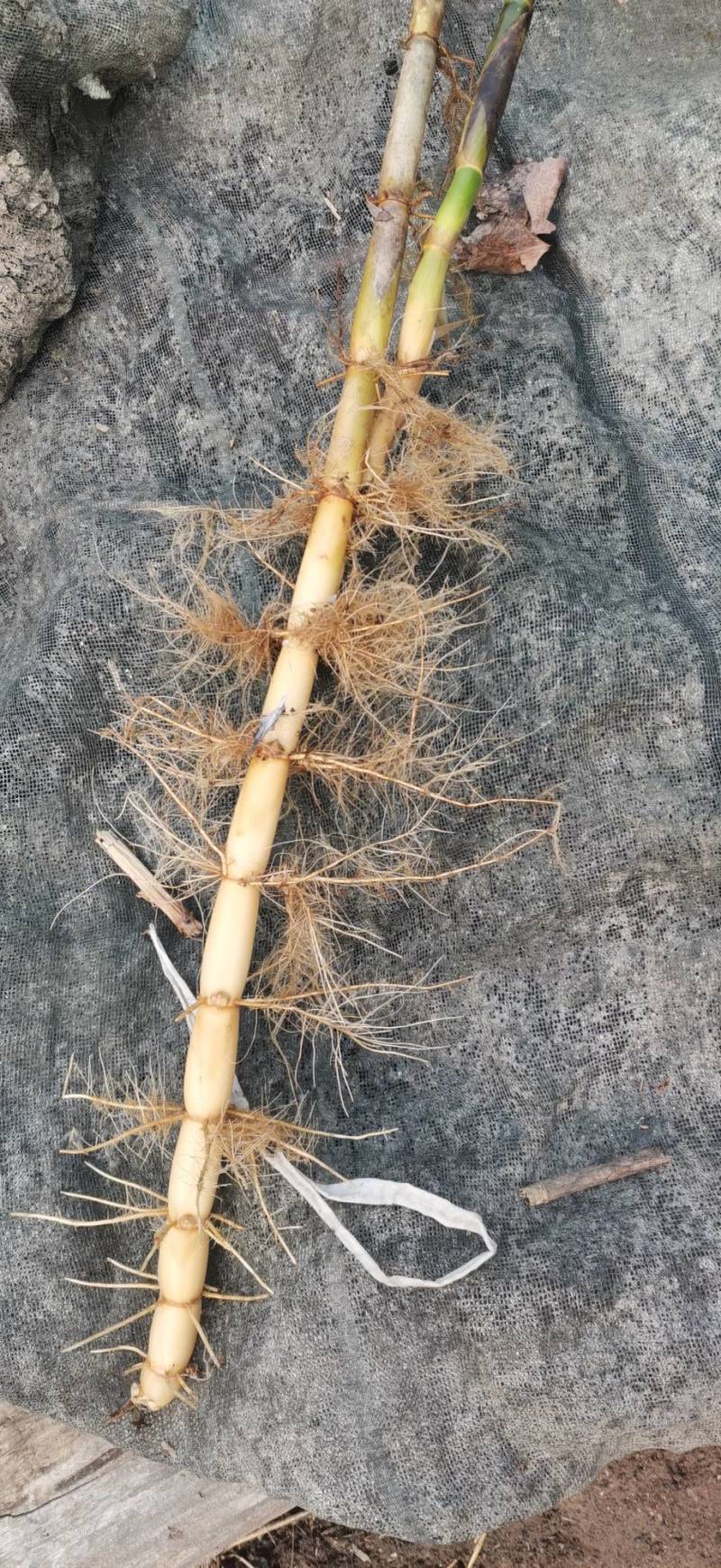 白洋淀野生芦苇苗，根系发达，生命里顽强，适合公园，湿地种