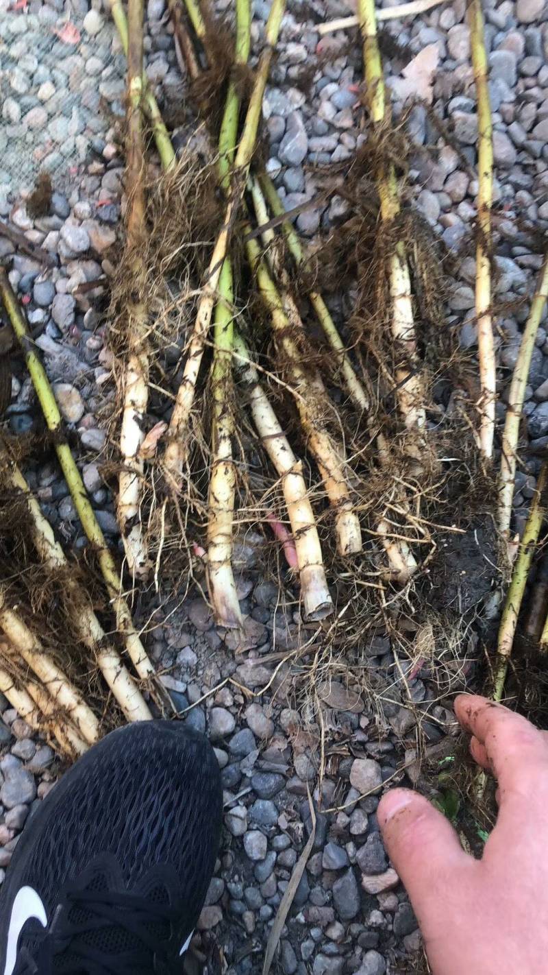 白洋淀野生芦苇苗，根系发达，生命里顽强，适合公园，湿地种