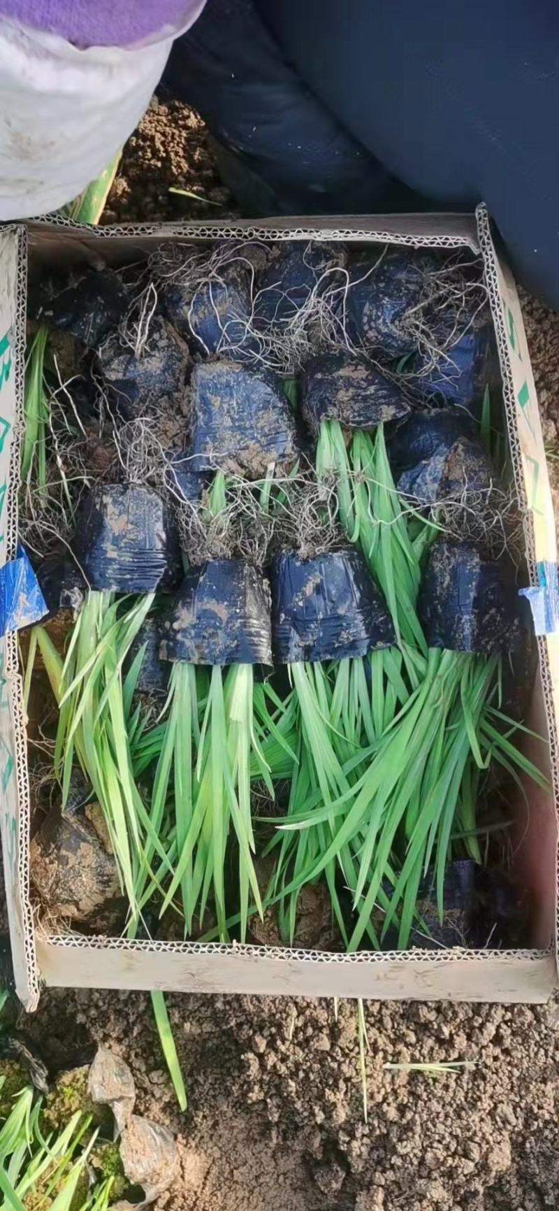 水生鸢尾，价格实惠，一手货源，大量有货，基地直发