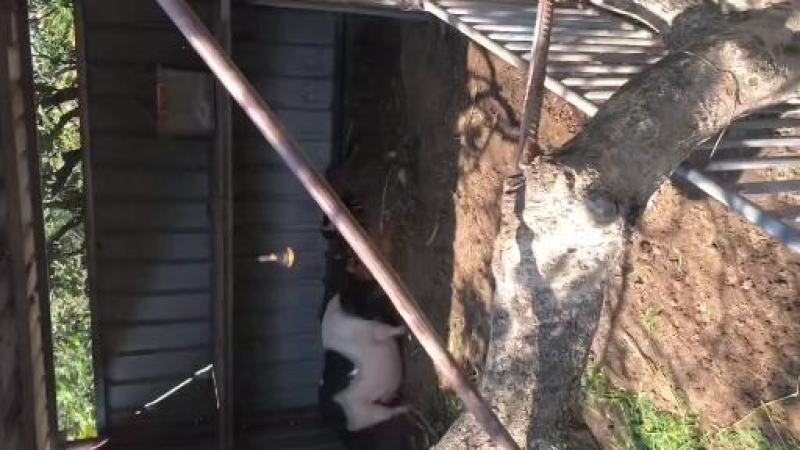 香猪