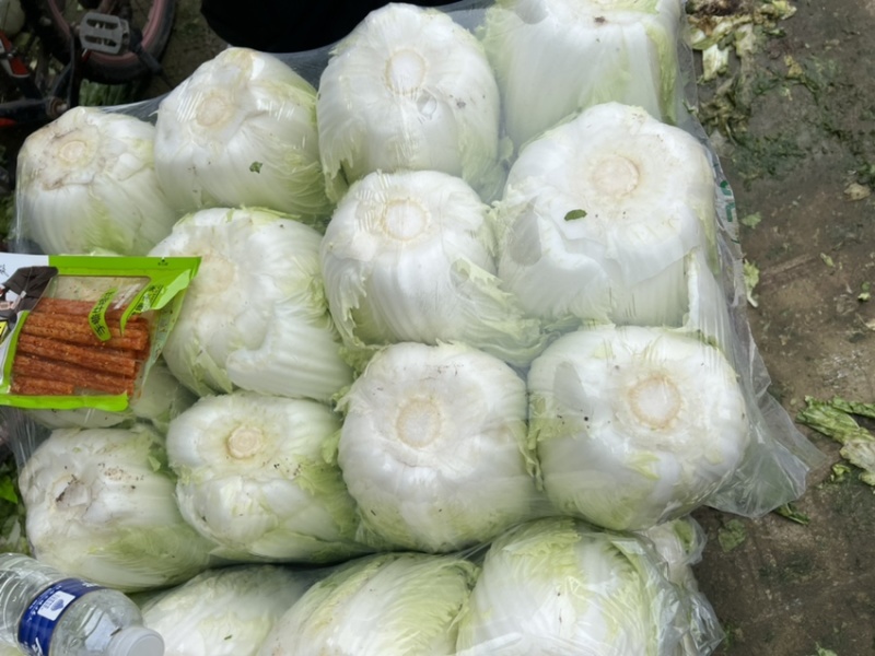 山东临沂，黄心大白菜规格9成心质量保证，规格齐全