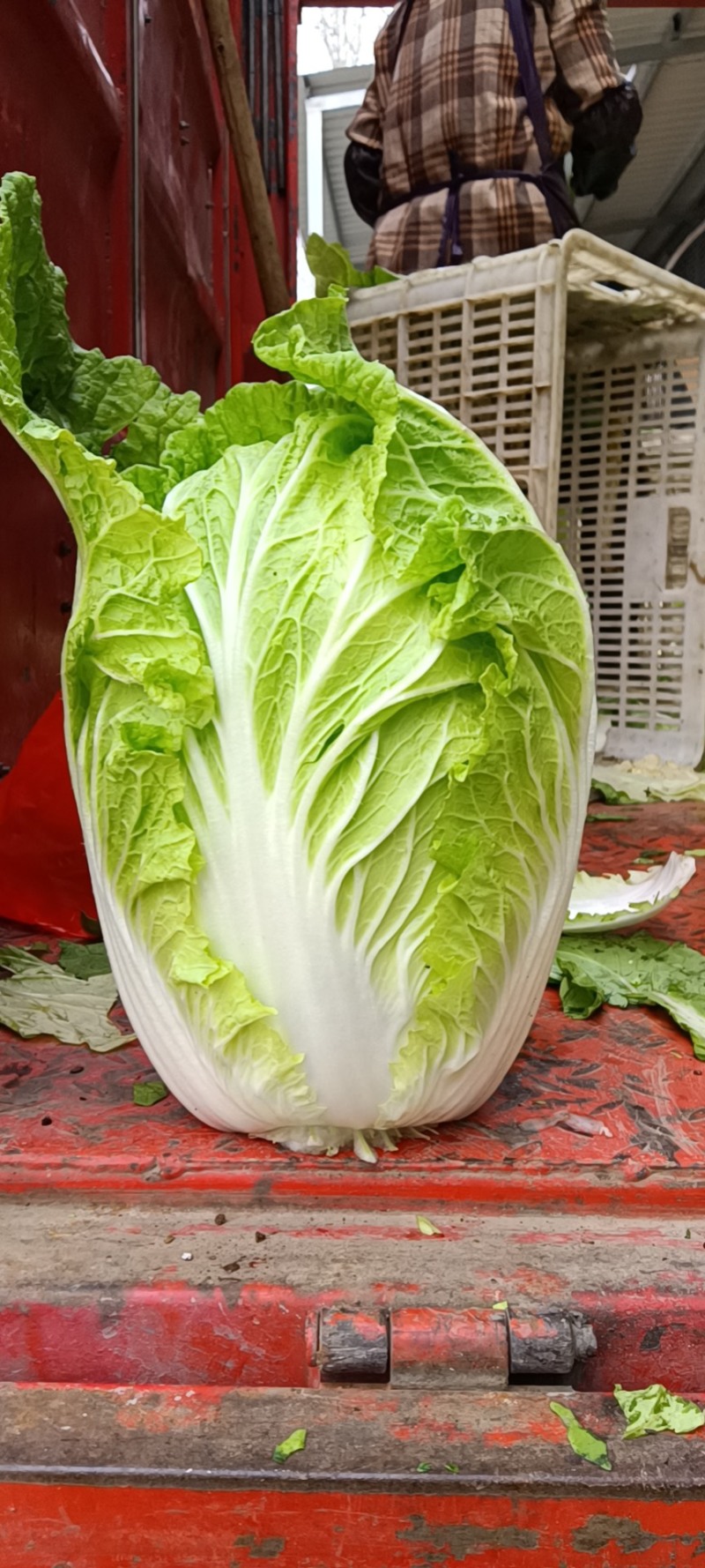 山东临沂，黄心大白菜规格9成心质量保证，规格齐全