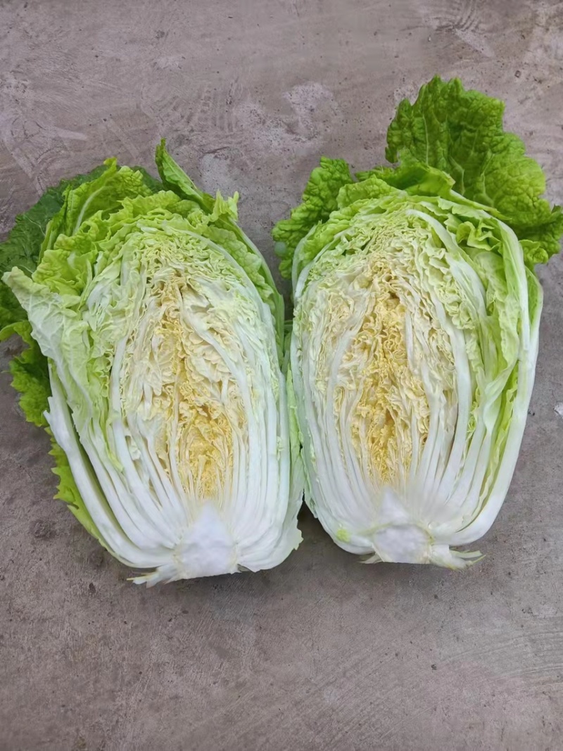 山东临沂，黄心大白菜规格9成心质量保证，规格齐全