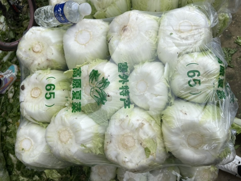 山东临沂，黄心大白菜规格9成心质量保证，规格齐全