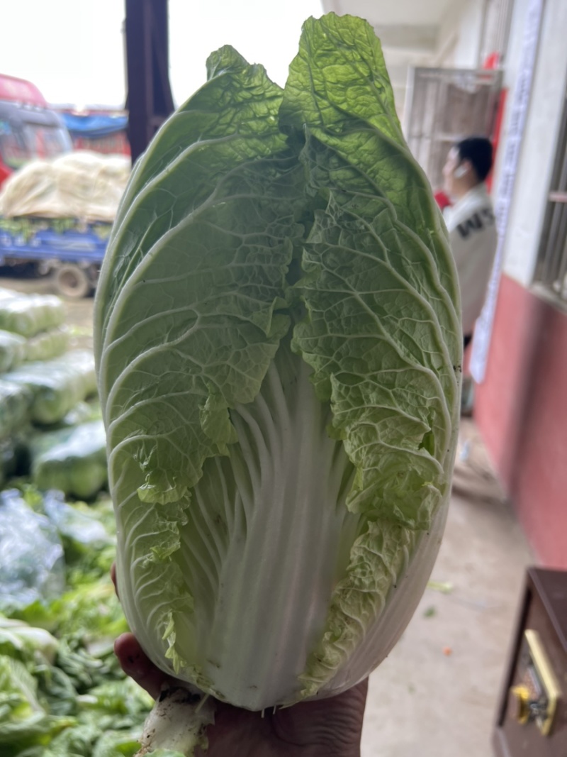 山东临沂，黄心大白菜规格9成心质量保证，规格齐全