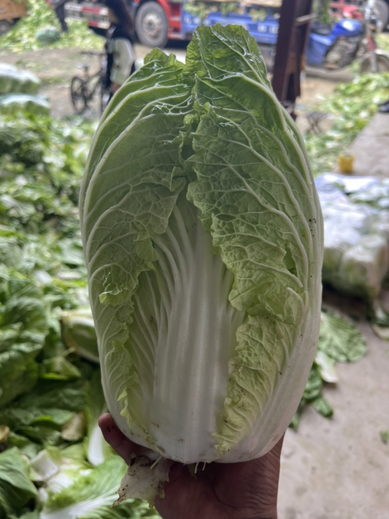 山东临沂，黄心大白菜规格9成心质量保证，规格齐全