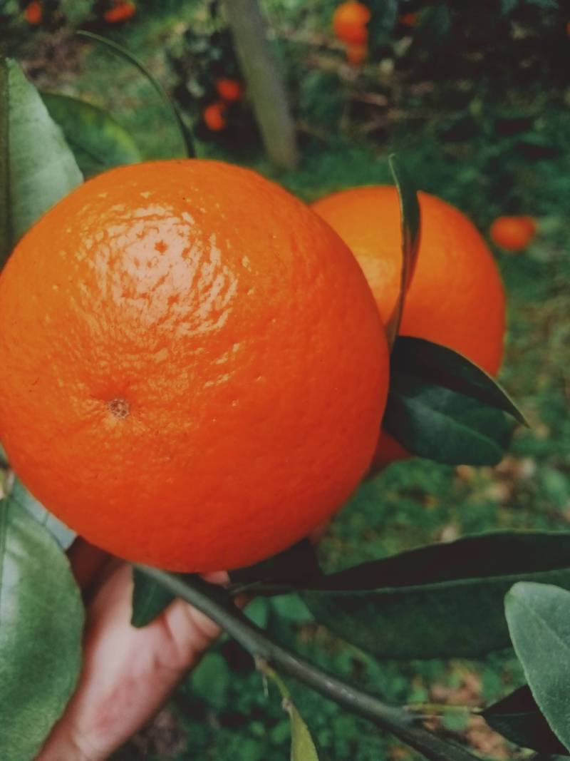 沃柑