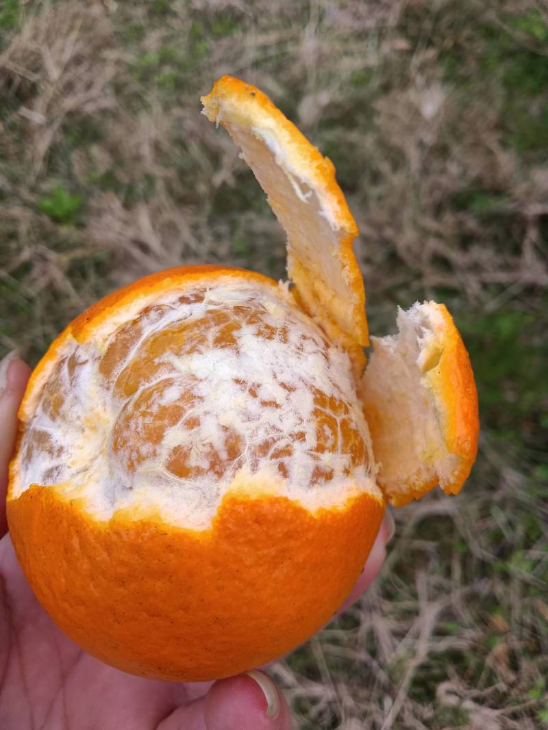 沃柑