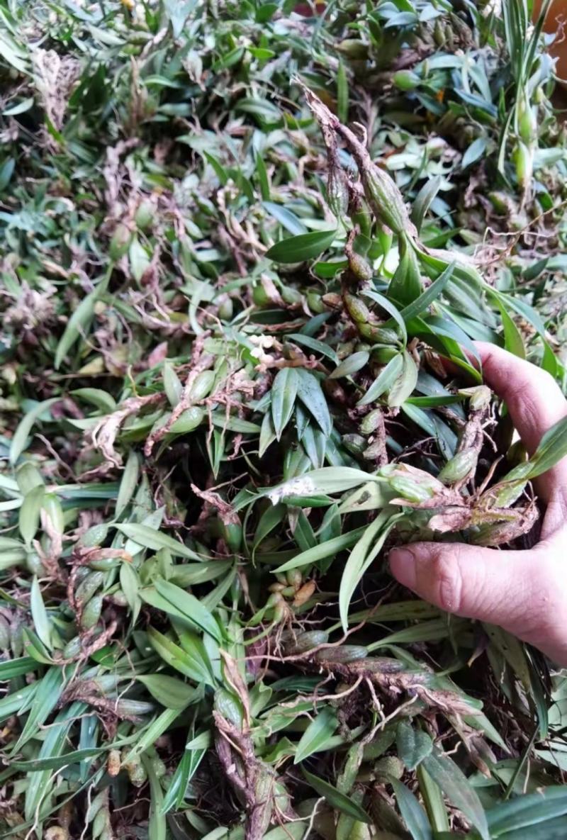石橄榄广西野生双叶石橄榄小叶石橄榄单叶小果