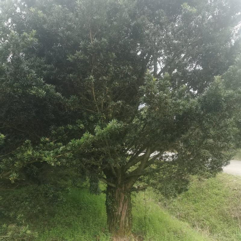 罗汉松，桂花