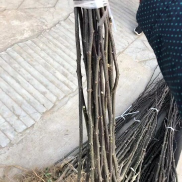精选优质高产无刺花椒苗
