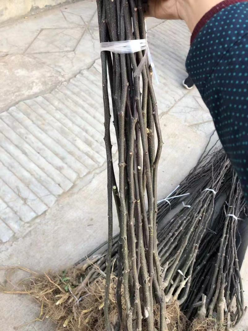 精选优质高产无刺花椒苗