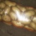 大量供应河北土豆-黄心土豆，品种多，质量保证，求长