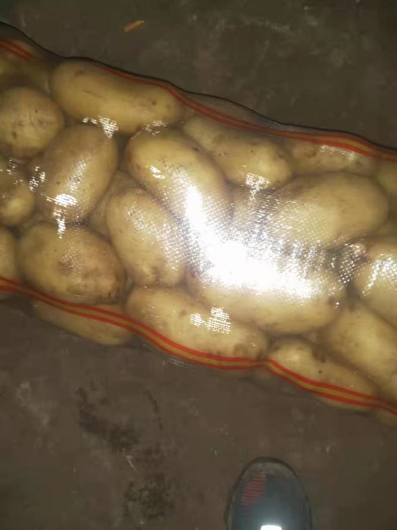 大量供应河北土豆-黄心土豆，品种多，质量保证，求长