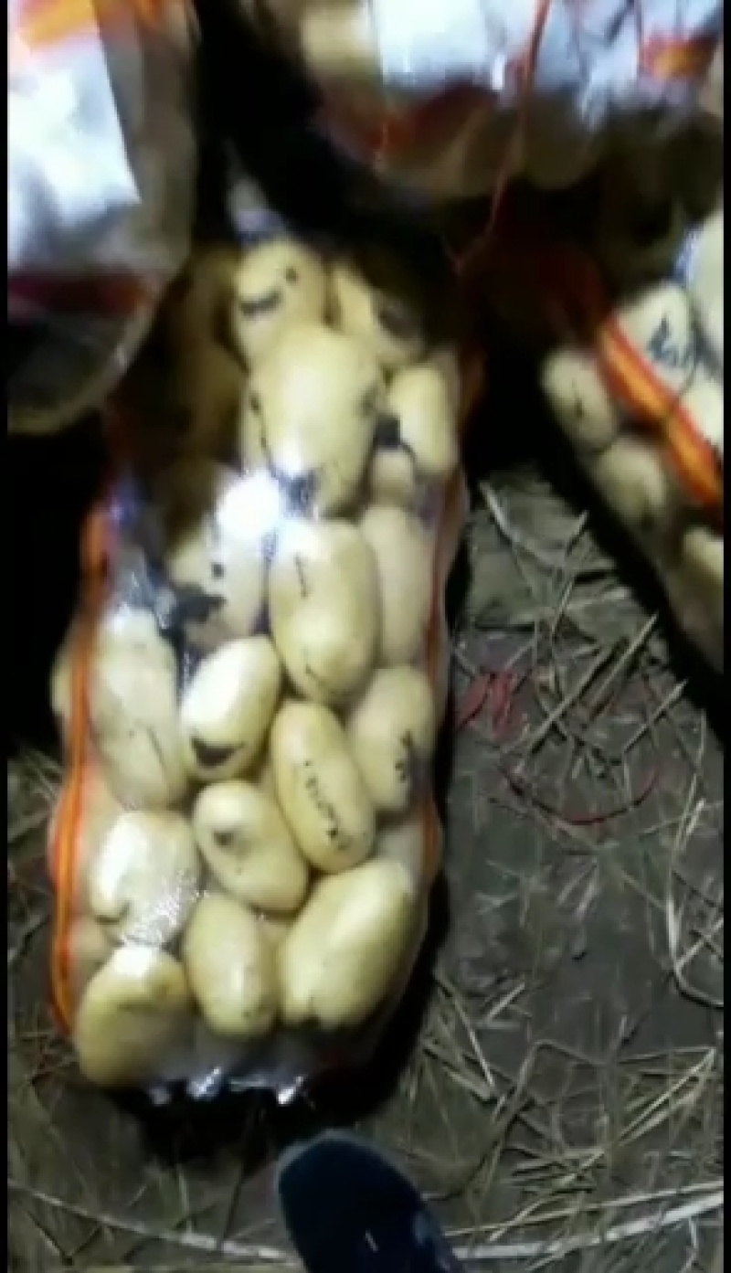 大量供应河北土豆-黄心土豆，品种多，质量保证，求长