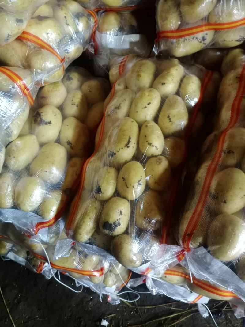 大量供应河北土豆-黄心土豆，品种多，质量保证，求长