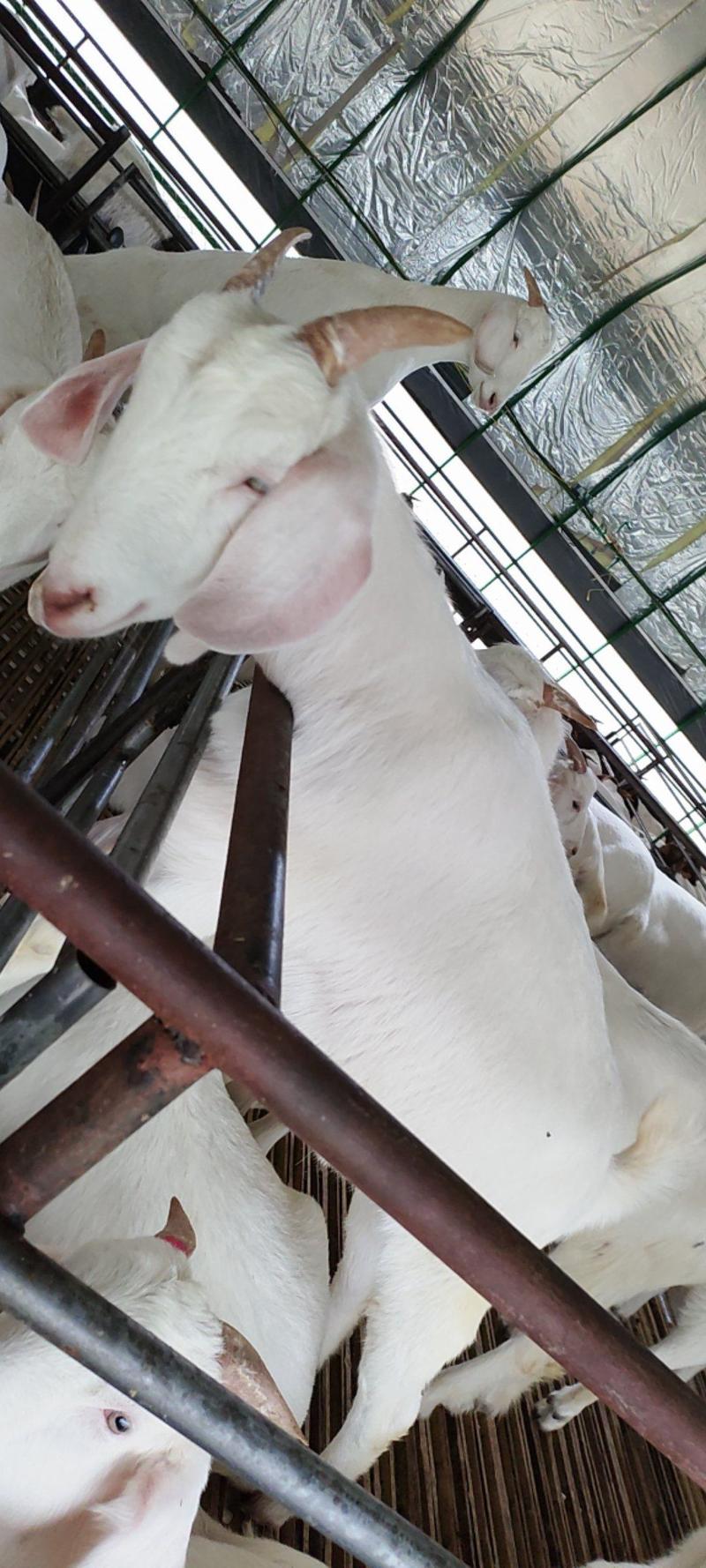 美国白山羊怀孕大母羊白山羊羊苗种公羊羊羔现货厂家