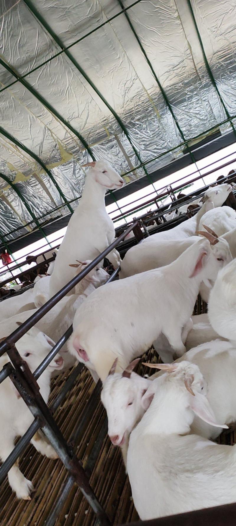 美国白山羊怀孕大母羊白山羊羊苗种公羊羊羔现货厂家