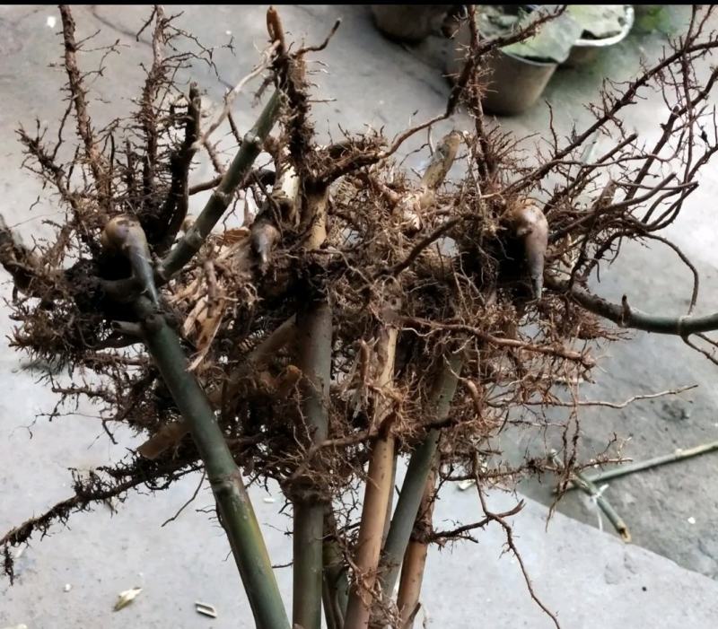 棕叶苗
