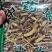 三颗针无硫干货钢针刺干净无杂中药材大全