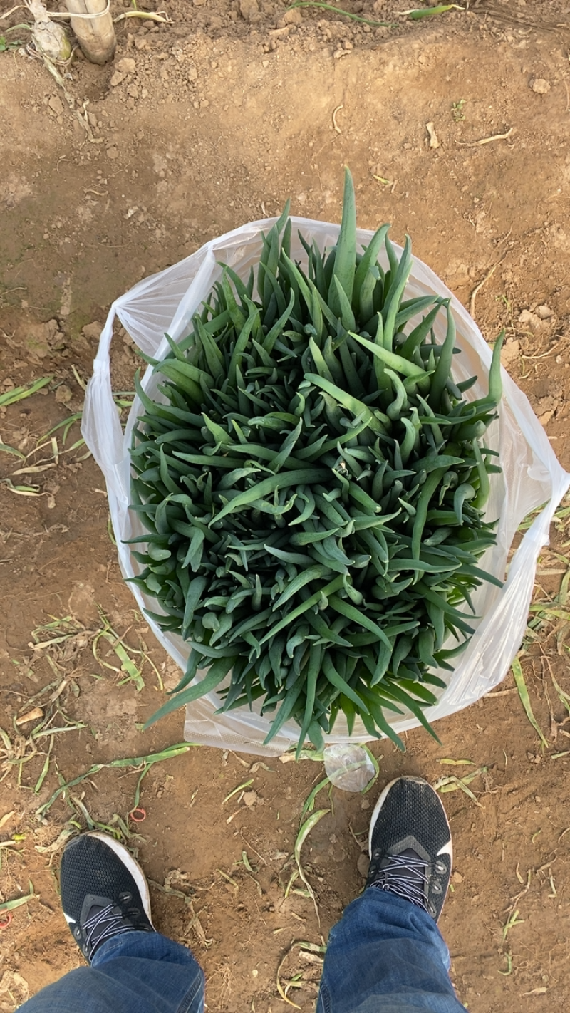 饶阳小葱葱苗河北小葱电商葱四季小葱全国发货