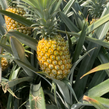 《特大菠萝》一手货源没有中间商，云南香水菠萝**各大市场
