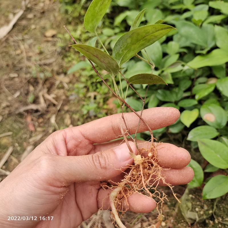 优质高产白肉土茯苓苗杯苗1-2年苗广西白肉土茯苓苗