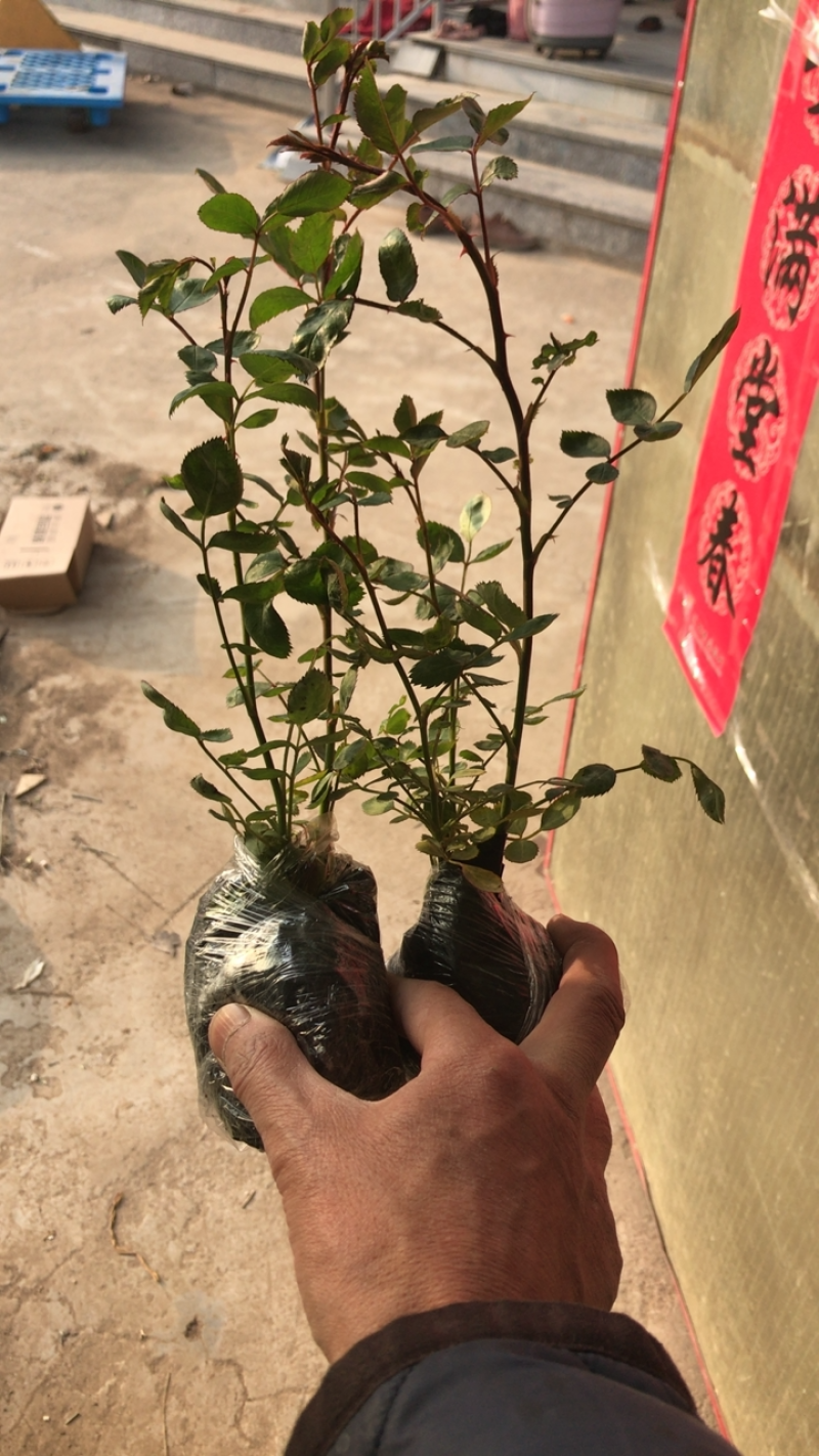 精品蔷薇苗多分枝二年苗免费包邮量大提供发票