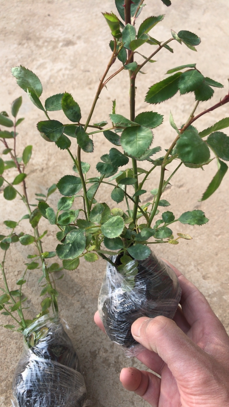 精品蔷薇苗多分枝二年苗免费包邮量大提供发票