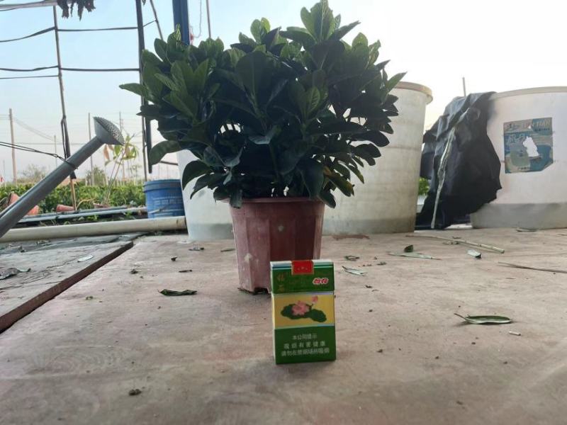 栀子花大盆，花农直销