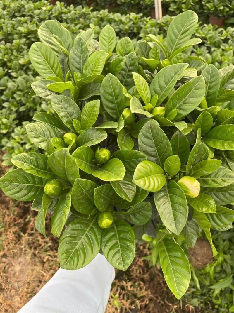栀子花大盆，花农直销