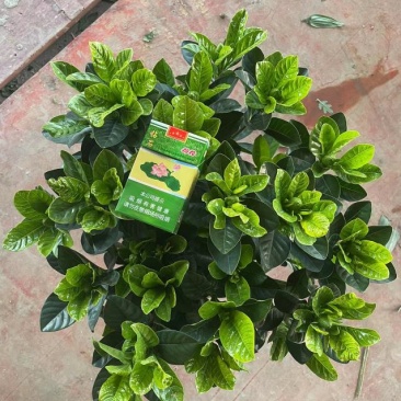栀子花大盆，花农直销