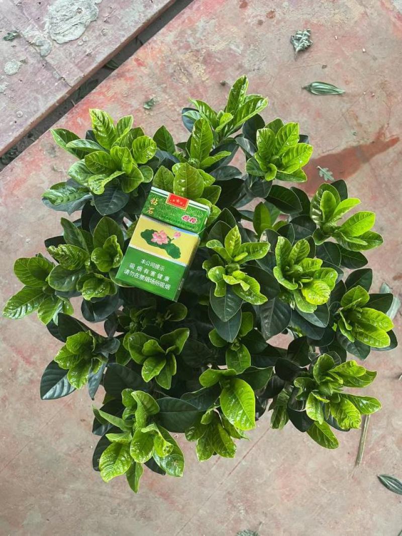 栀子花大盆，花农直销