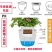 整件批发绿萝懒人自吸水式塑料花盆水培盆内附定植篮绿萝通用