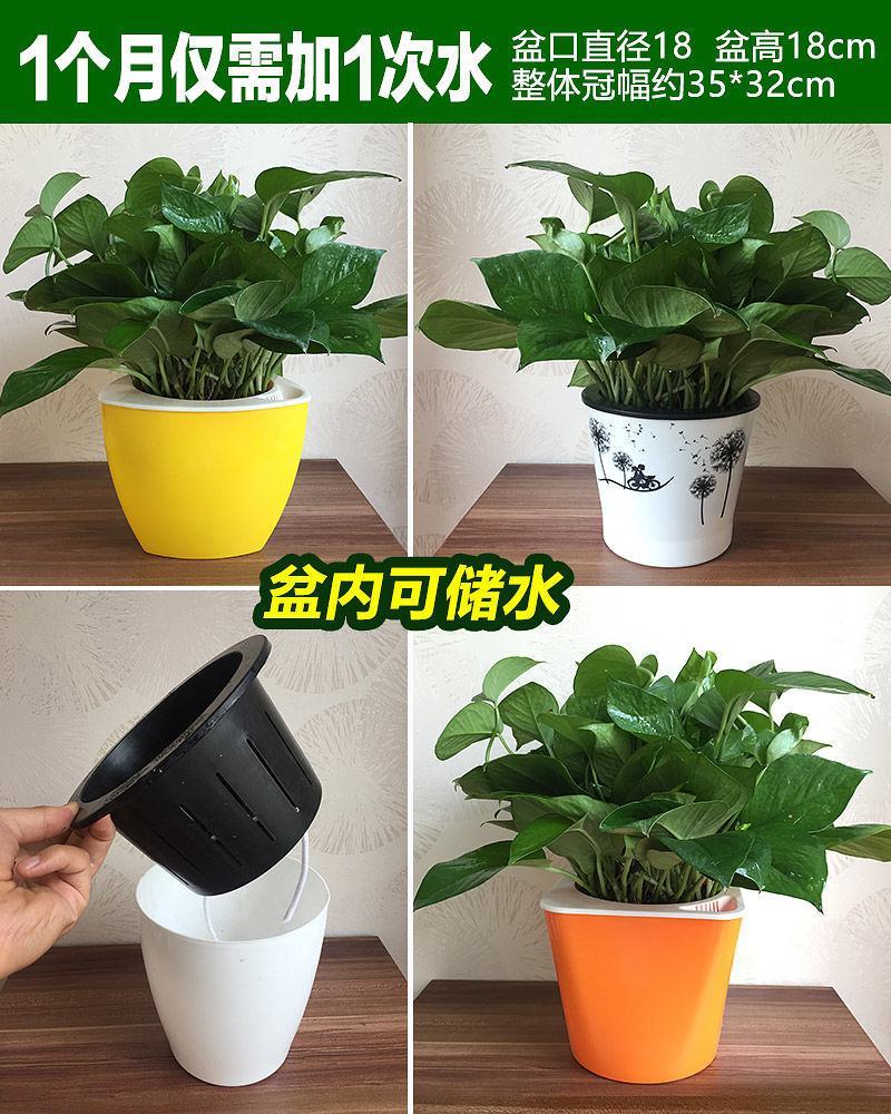 整件批发绿萝懒人自吸水式塑料花盆水培盆内附定植篮绿萝通用