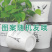整件批发绿萝懒人自吸水式塑料花盆水培盆内附定植篮绿萝通用