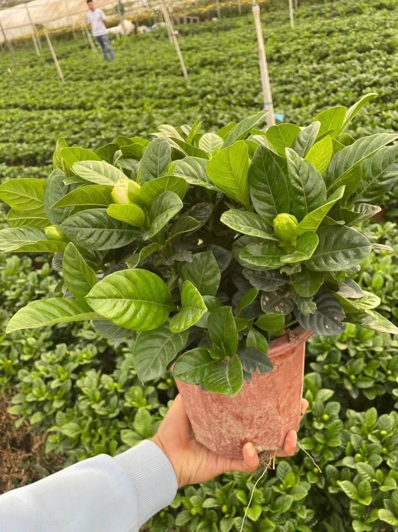 栀子花大盆，花农直销