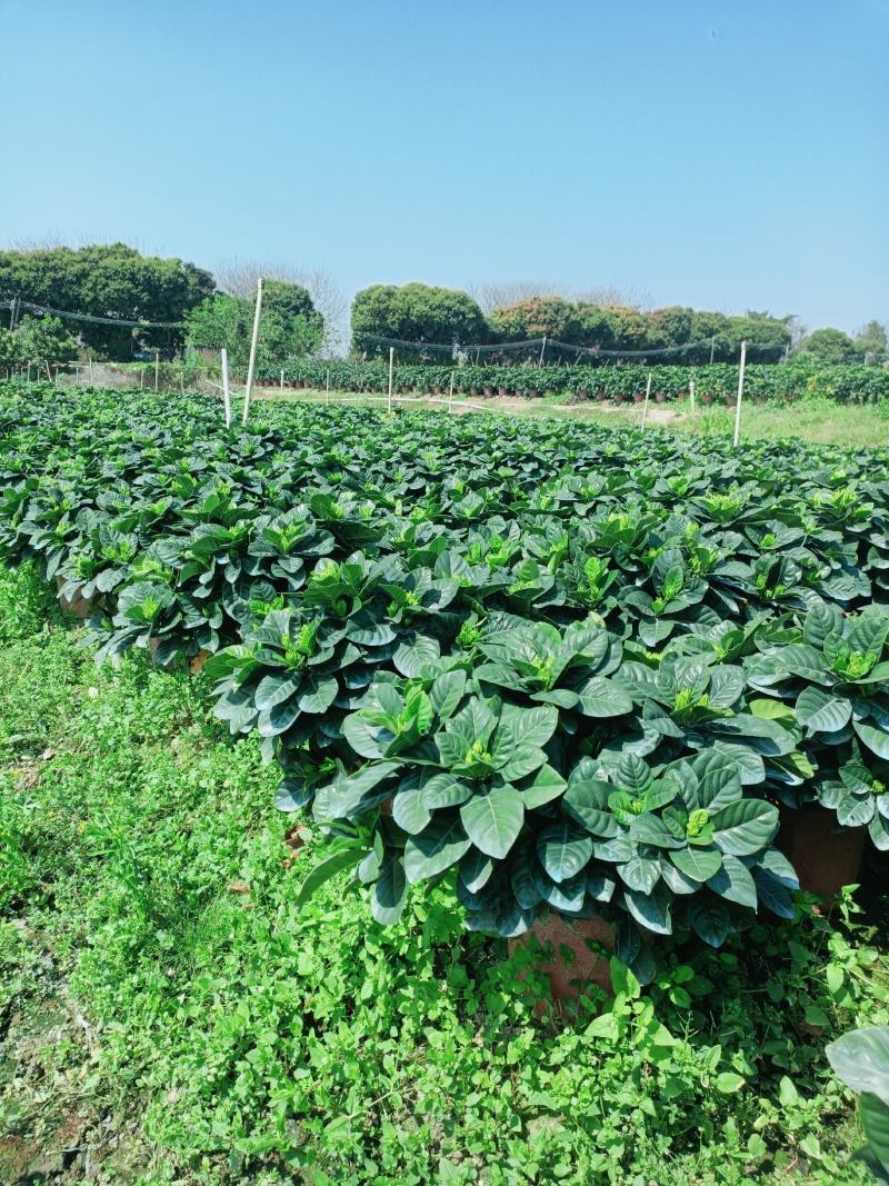 栀子花大盆，花农直销