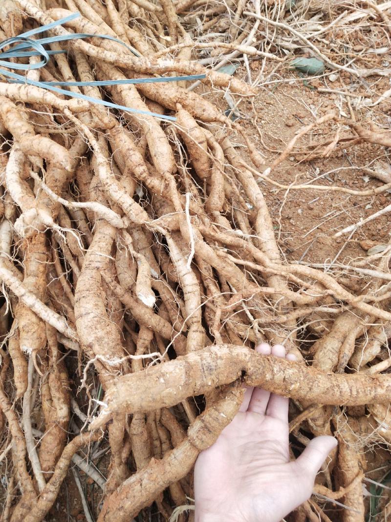 牛大力鲜货批发