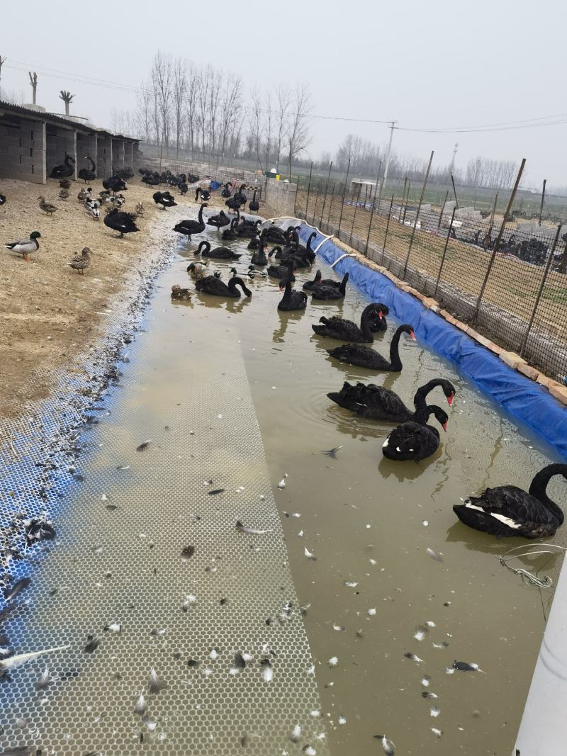 绿头鸭观赏鸭繁殖力强货到付款成本低利润高