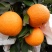 四川青见柑橘水果皇后柑桔支持电商市场货整车物流一条龙服务