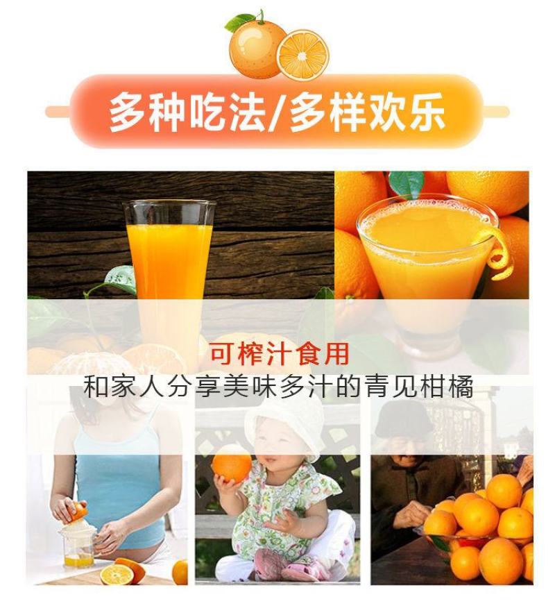 四川青见柑橘水果皇后柑桔支持电商市场货整车物流一条龙服务