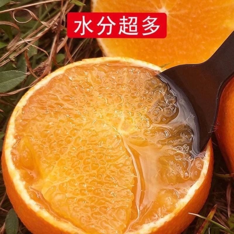 四川青见柑橘水果皇后柑桔支持电商市场货整车物流一条龙服务