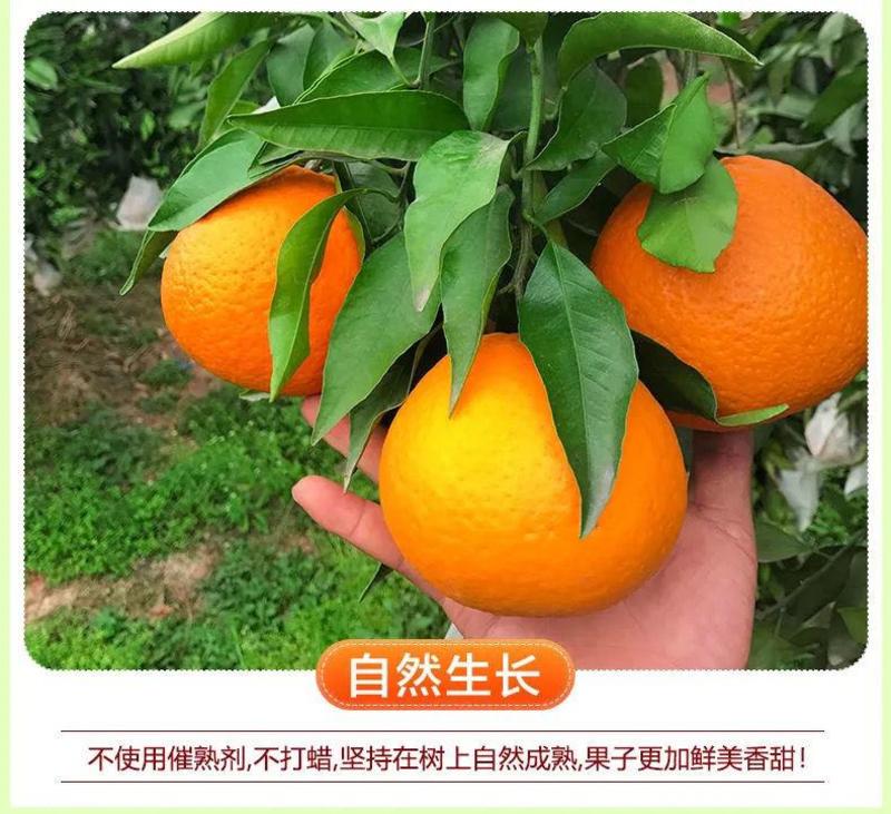 四川青见柑橘水果皇后柑桔支持电商市场货整车物流一条龙服务