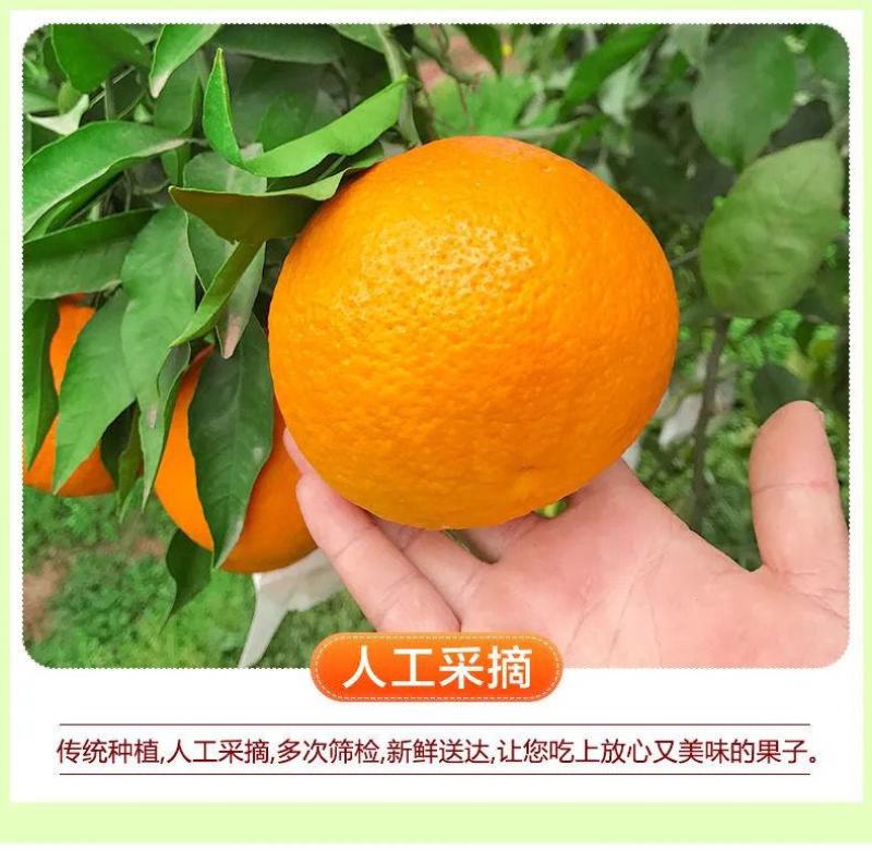 四川青见柑橘水果皇后柑桔支持电商市场货整车物流一条龙服务