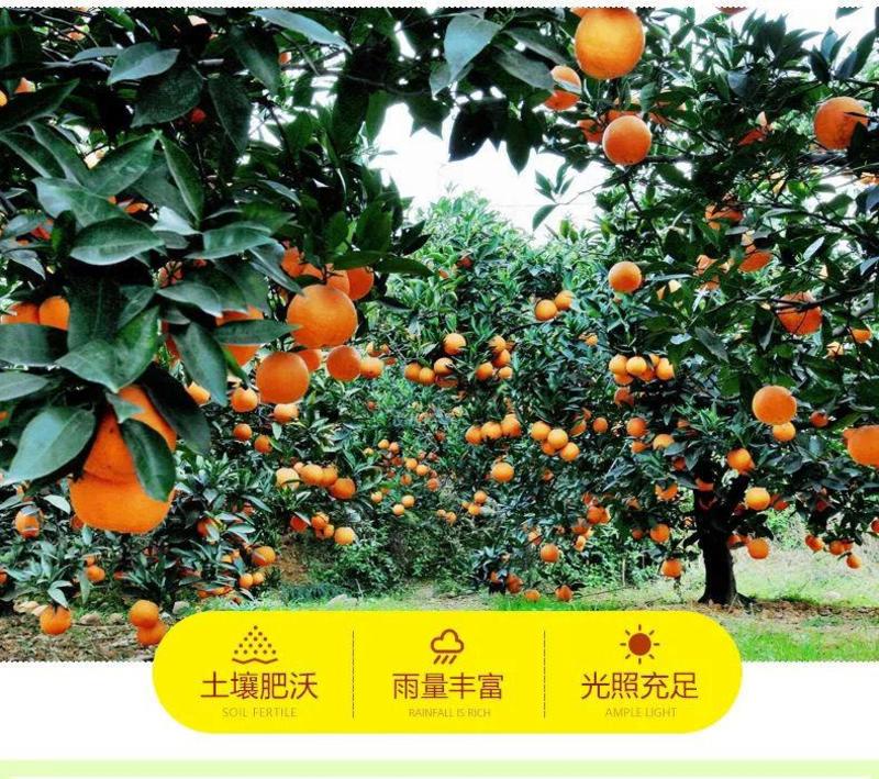 四川青见柑橘水果皇后柑桔支持电商市场货整车物流一条龙服务