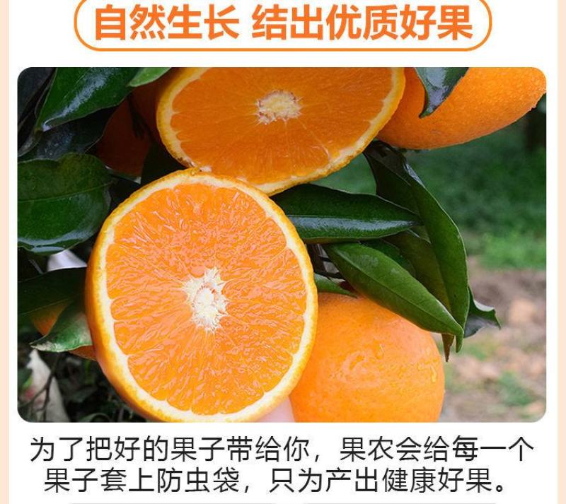 四川青见柑橘水果皇后柑桔支持电商市场货整车物流一条龙服务