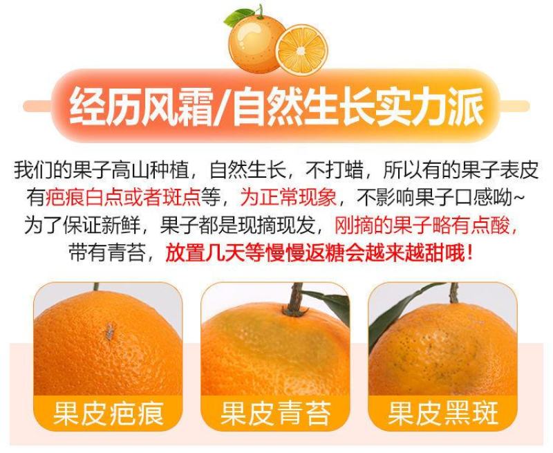 四川青见柑橘水果皇后柑桔支持电商市场货整车物流一条龙服务